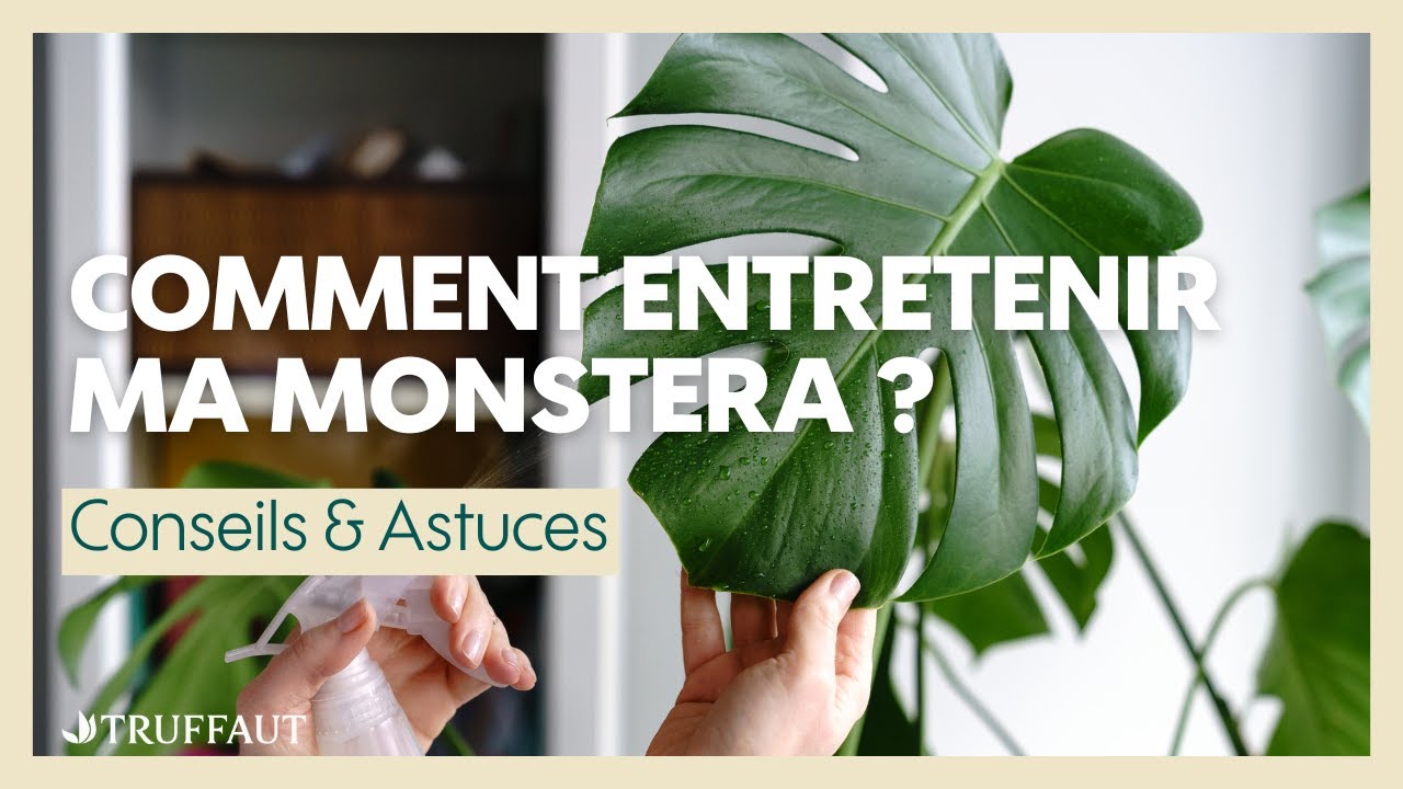 Comment entretenir ma monstera ? - Truffaut