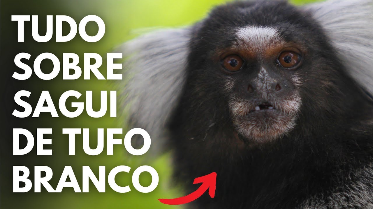 TUDO SOBRE O SAGUI DE TUFO BRANCO - Mico Estrela (Callithrix jacchus)