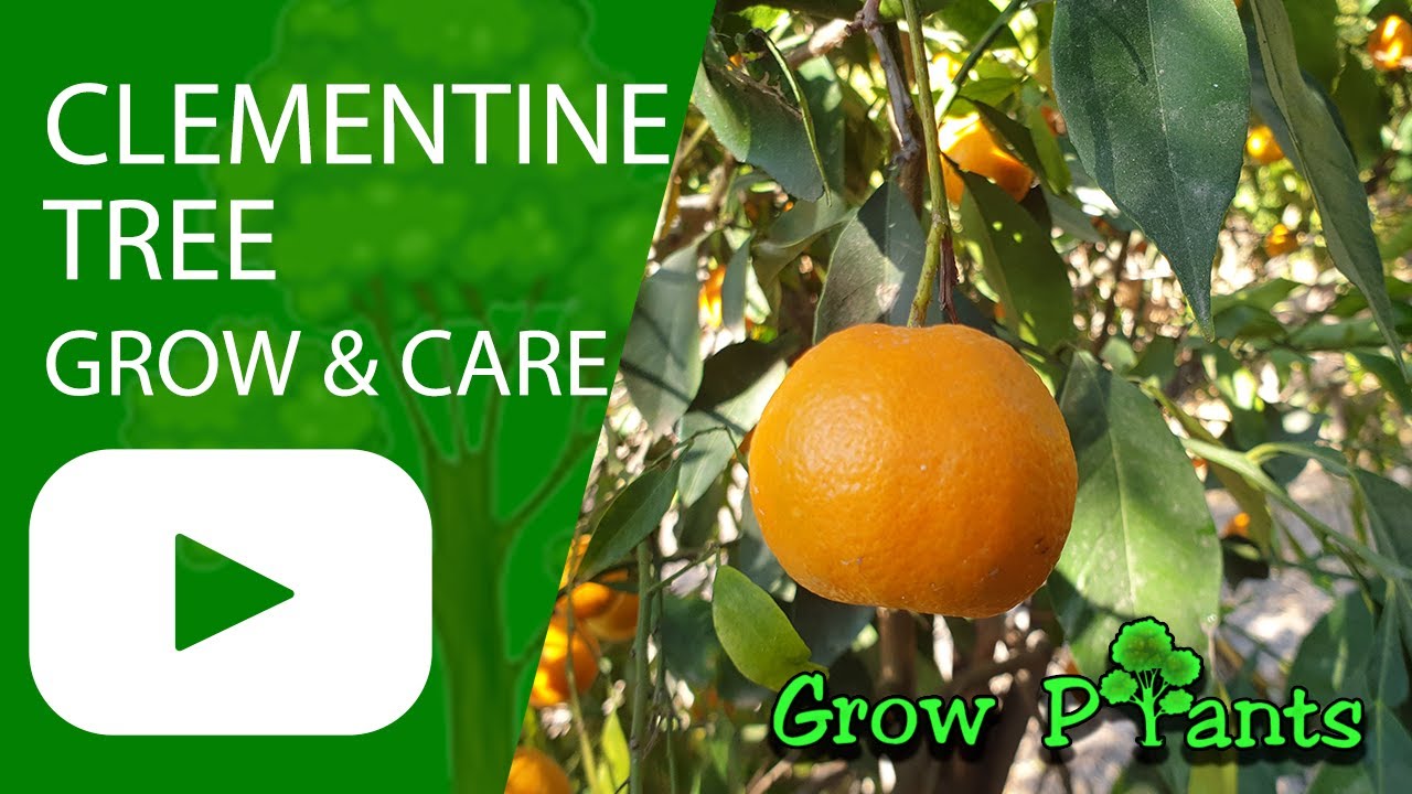 Clementine tree - grow, care & harvest (Eat a lot of Clementines)