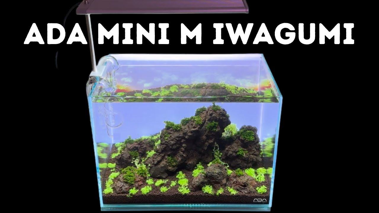 ADA Mini M Lava Rock Iwagumi Aquascape - Inspired by Iceland!