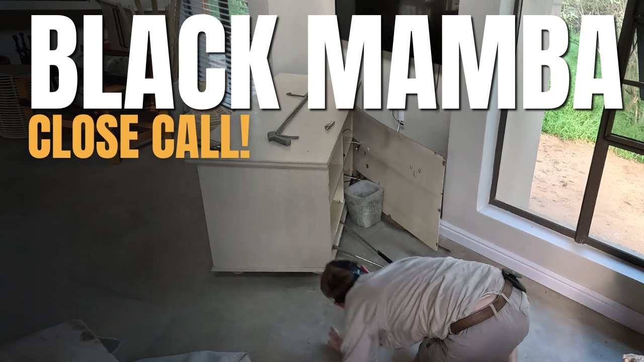 Deadly Black Mamba hiding inside TV cabinet – Close Call Capture