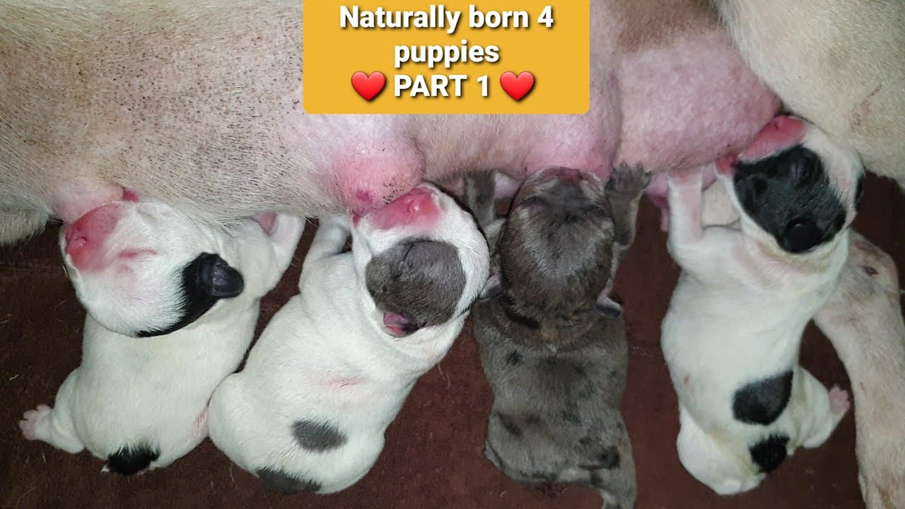 French bulldog giving birth, naturally born 4 puppies ( PART 1). Bull Pháp đẻ thường 4 bé (Phần 1)