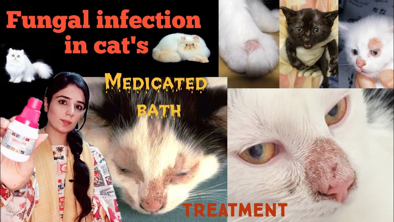 cat fungal infection treatment at home / medicated bath for cat fungal infection  /Cat skin problems