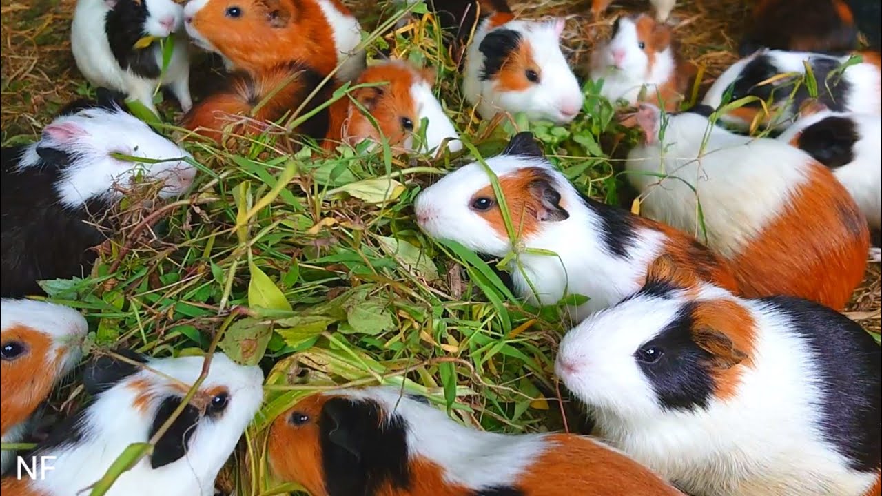 Guinea pigs eating ASMR, baby animals Asmr, Guinea pig eating grass , cute animals funny videos 