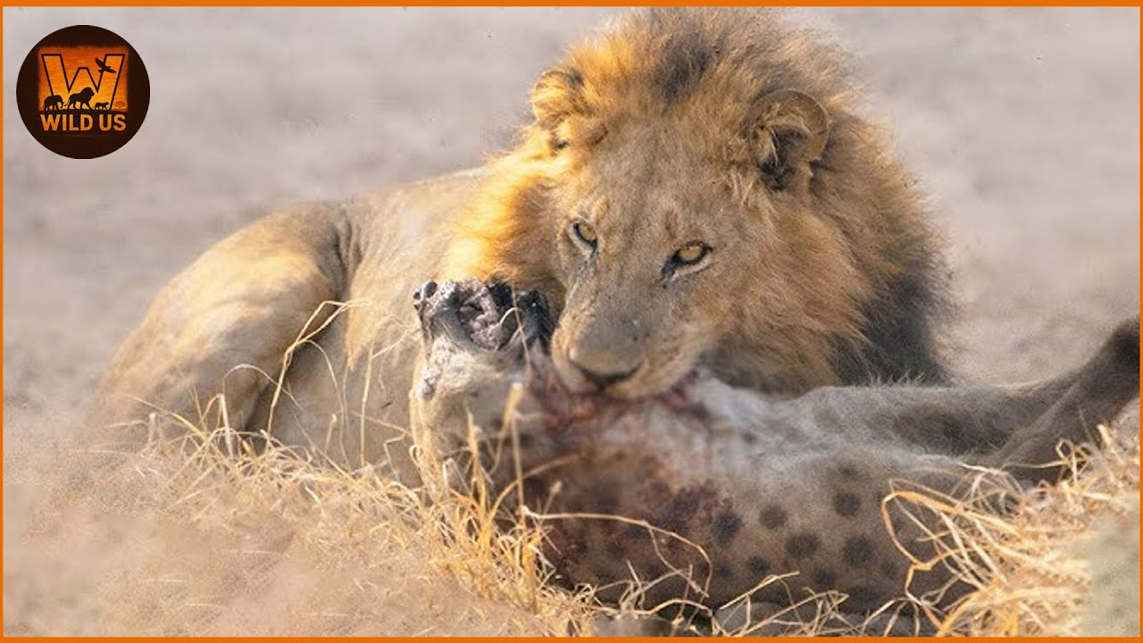 Most Terrifying Lion Attacks Ever Caught on Camera | Wild Animals