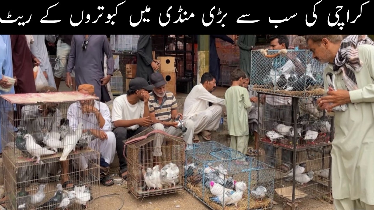 Karachi Pakistan Sunday Biggest Pigeons Market Latest Update 12-7-2026