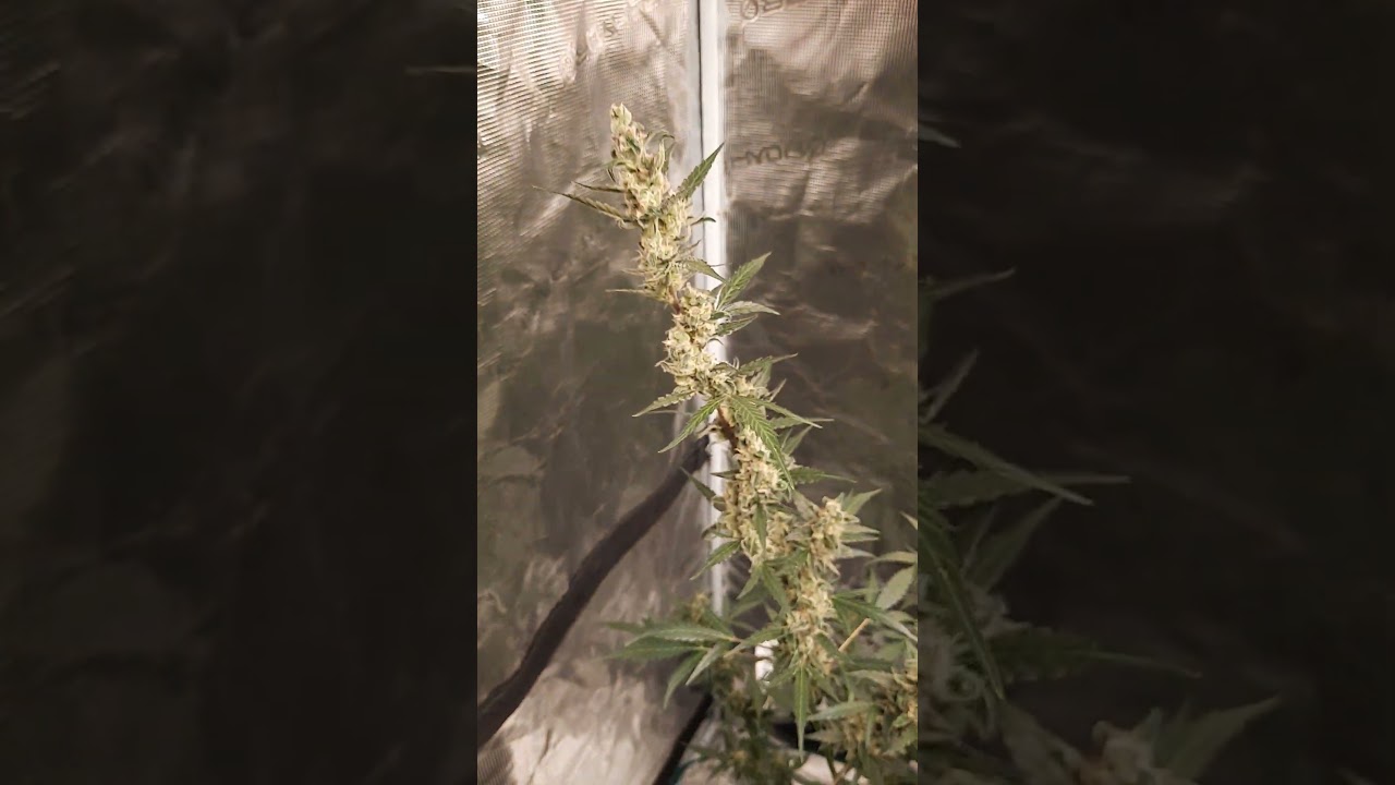 Strawberry Haze