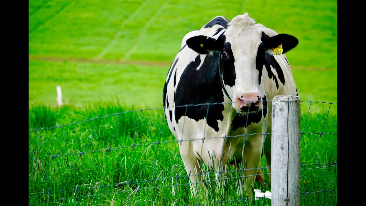 Virtual Tour: Dairy Barn