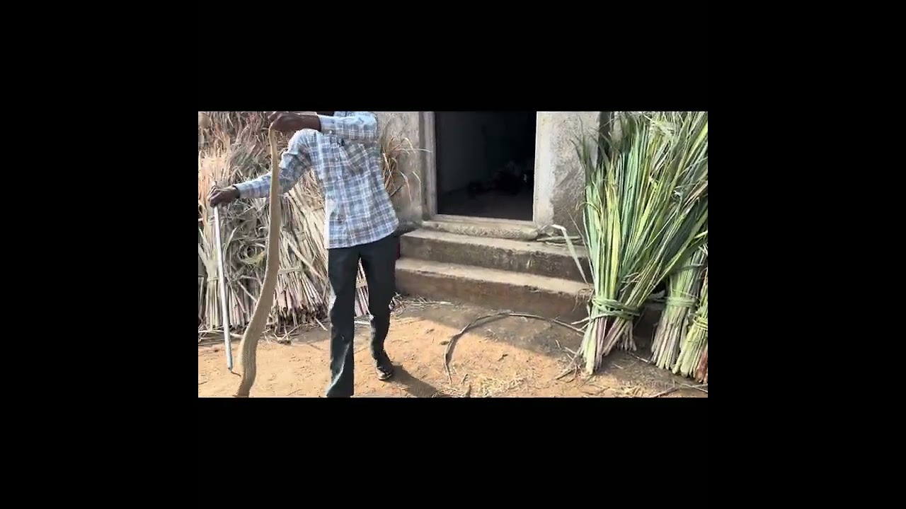 शेतातील शेड मध्ये सापडला अति विषारी आणी फुल्ल साईझ भारतीय नाग #animalrescue#snake#wildliferescue