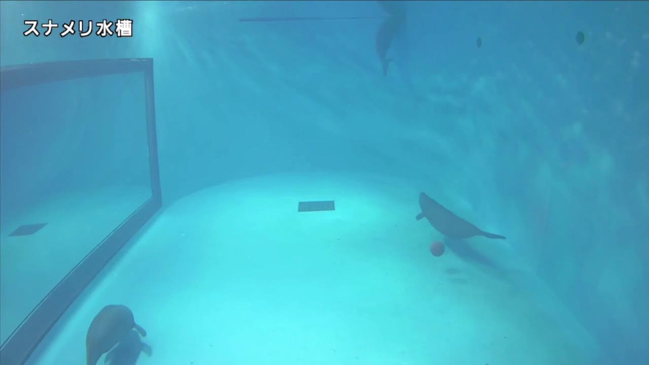 みやじマリン　スナメリ水槽
