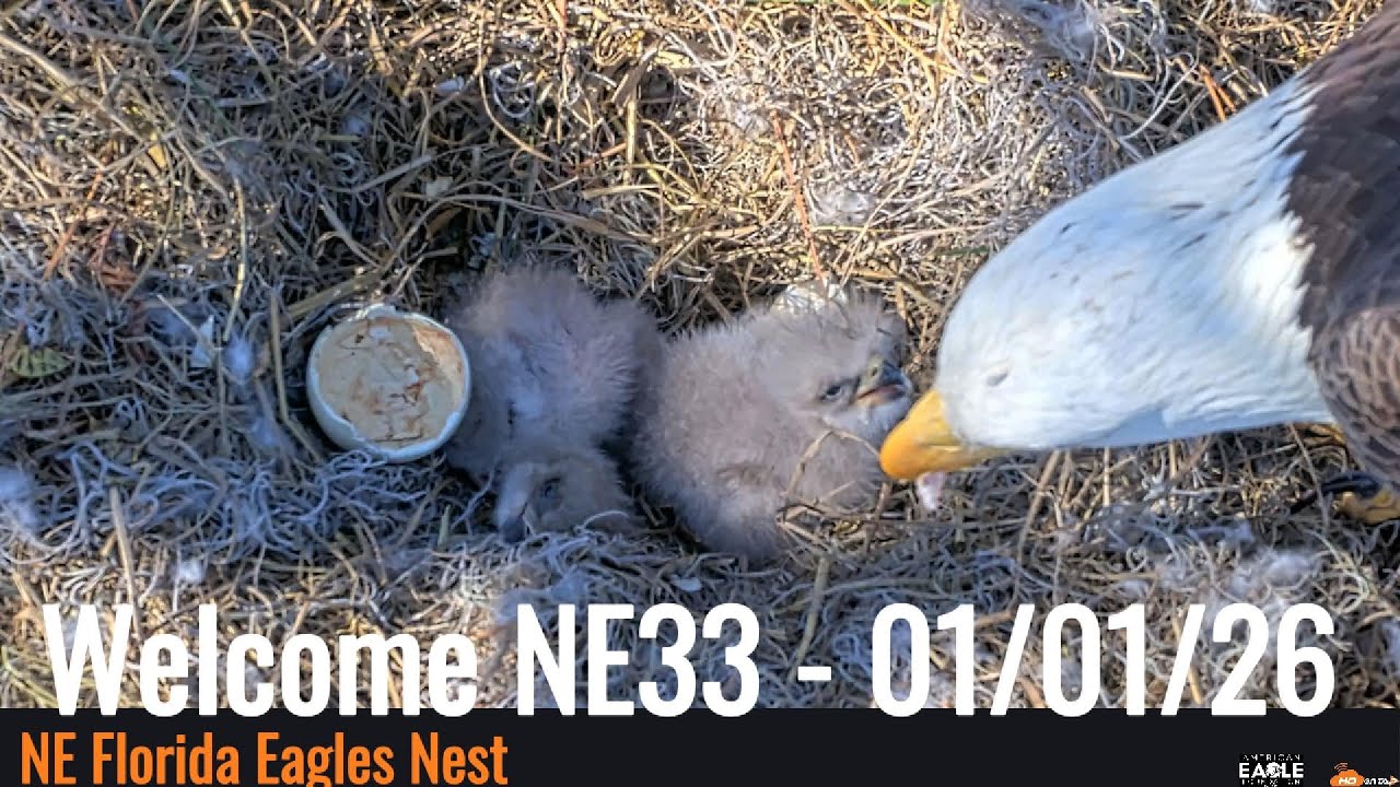 NE Florida Eagles(Gabby & Beau) - Second Egg Hatch 01/01/26
