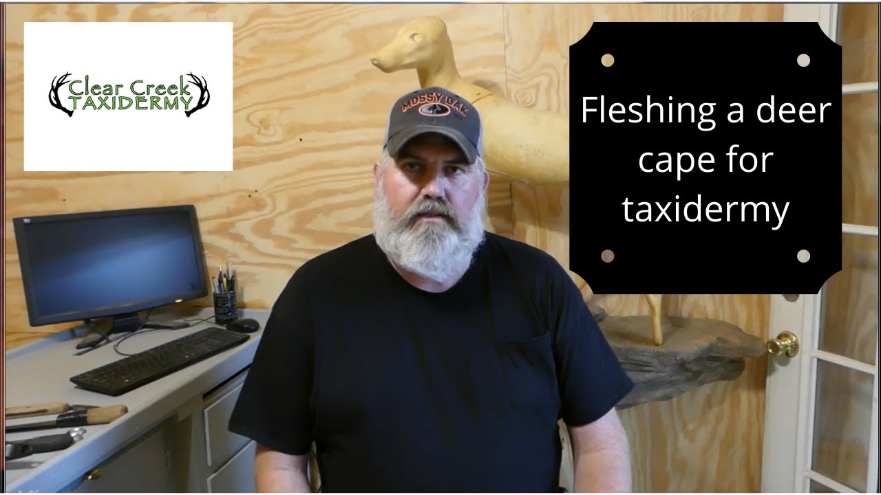 Fleshing a deer cape for taxidermy