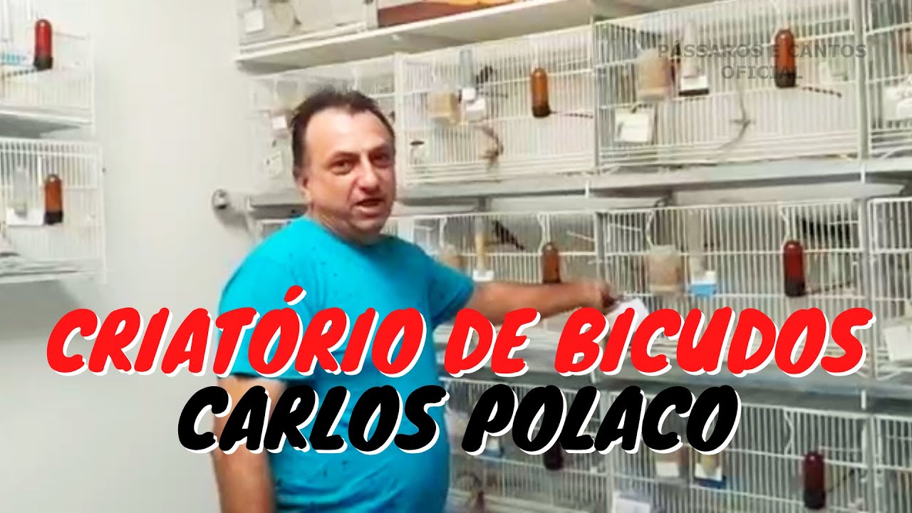 Criatório de Bicudos (Carlos Polaco)