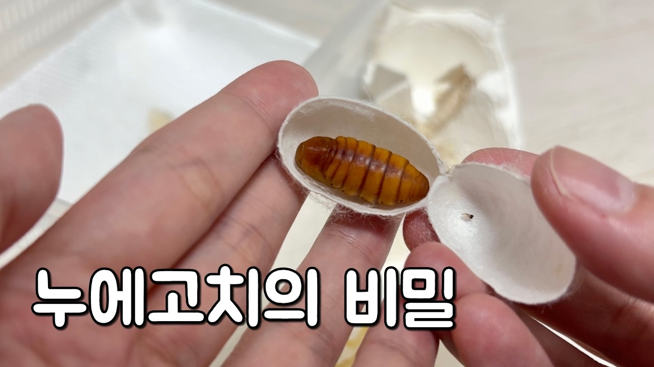 토실토실 누에 키우기 (누에고치를 잘라봤더니...)