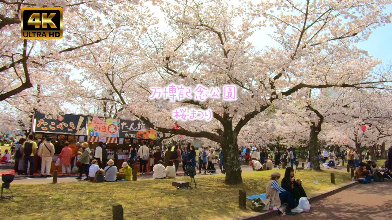 万博記念公園桜まつり2023 大阪お花見 walking through the cherry blossoms in Osaka, Japan