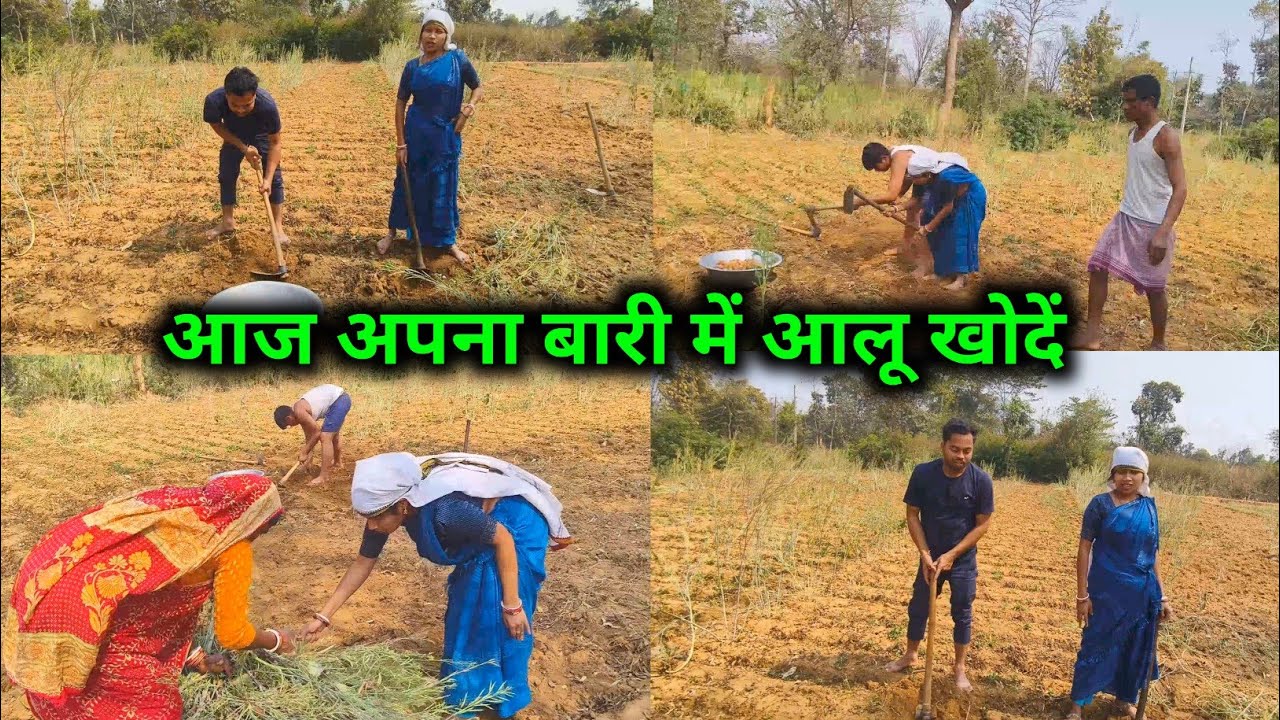 आज अपना बारी में आलू खोदें, सभी के साथ मिलके || 🥰🥰 @sunitaranjanvlogs4042 