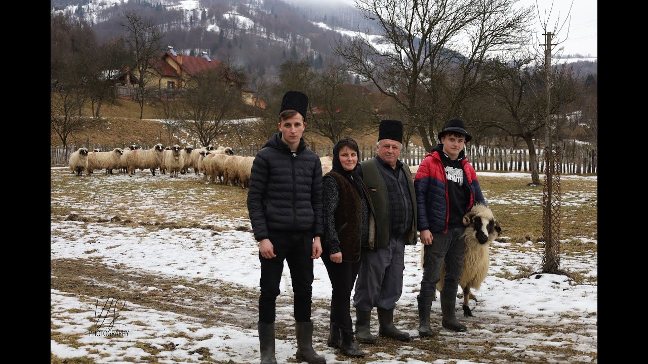 BREAZA DE VALEA JIULUI : Productivitate mare de lapte,  dupa cum ne spune Petrisor Calina din  Jiet
