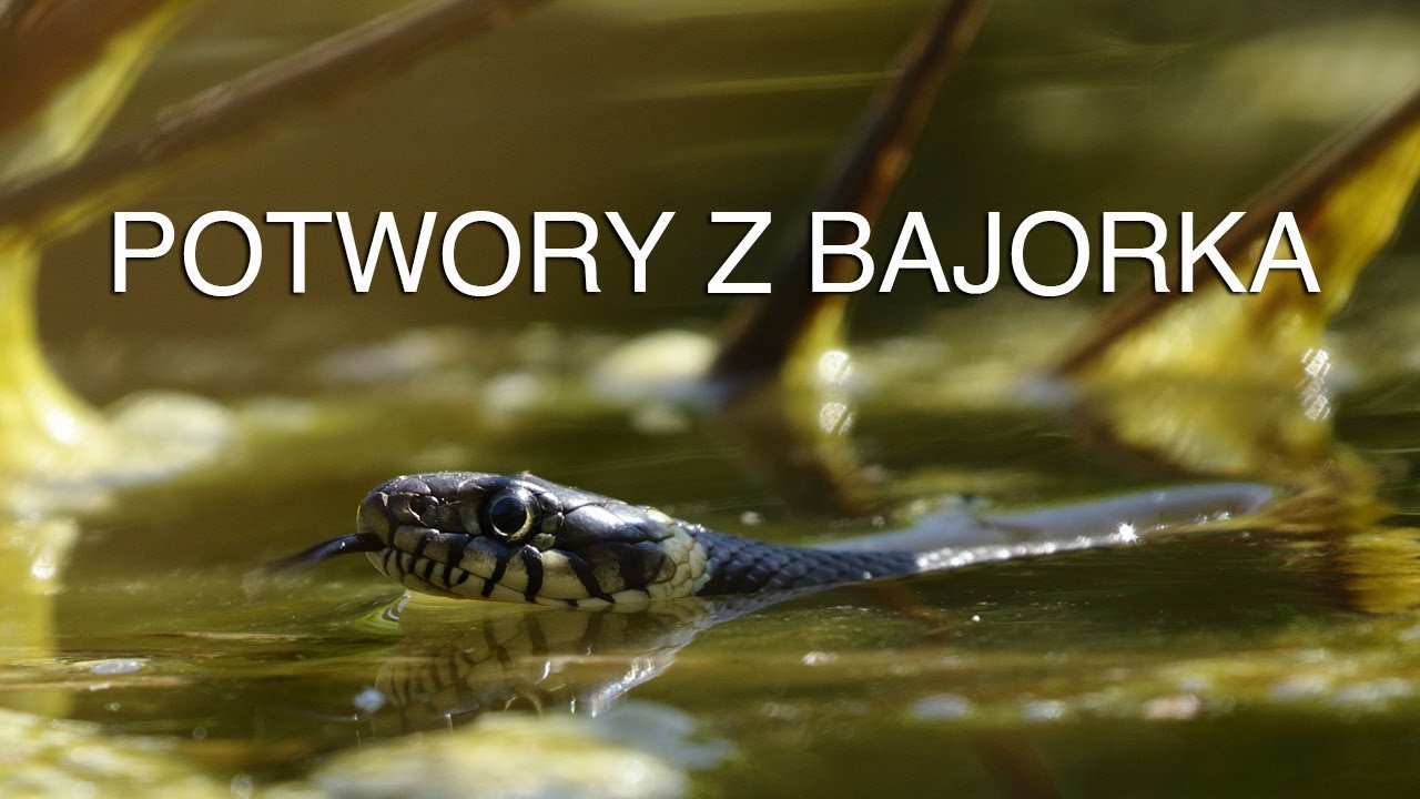 Potwory z bajorka.
