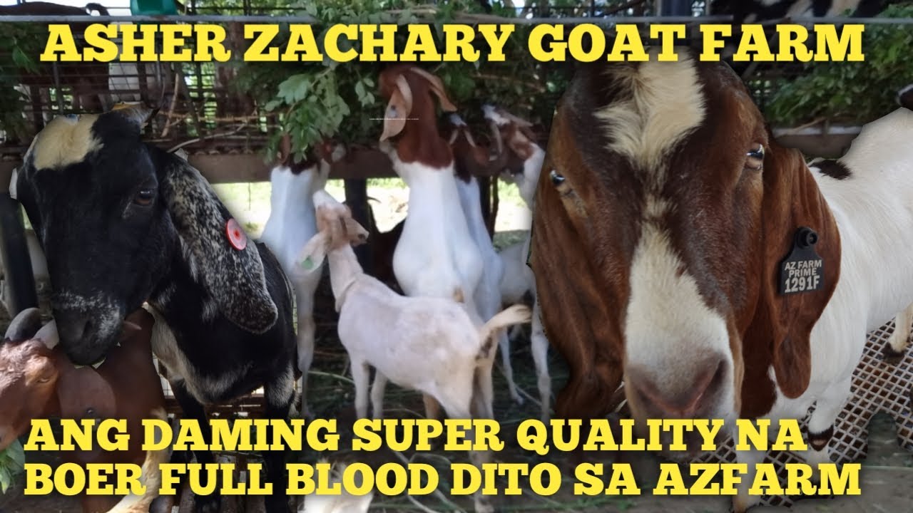 Full Blood Boers,AZ Goat Farm!!Sobrang Daming Full Blood at Upgraded na Boers Dito..