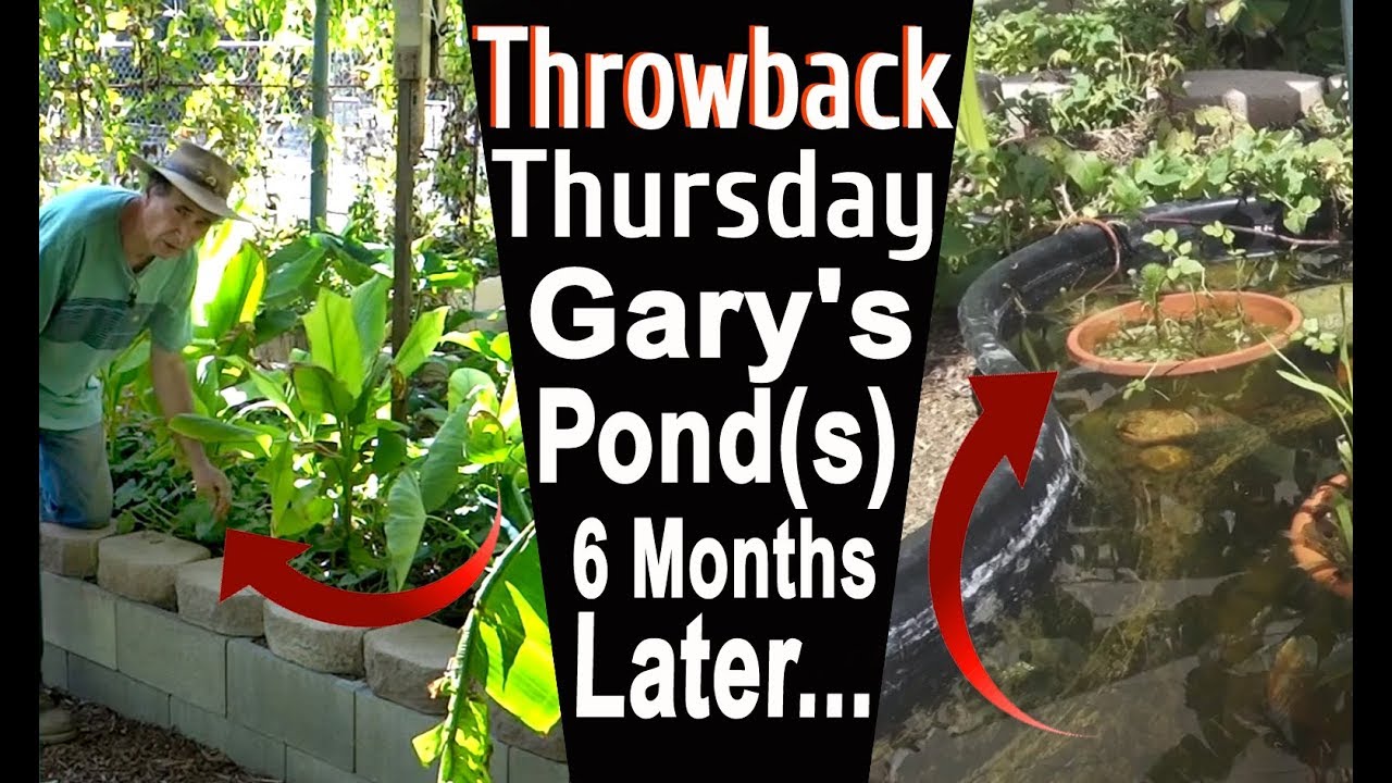 Growing Edible Plants in a fish pond Self Sustaining