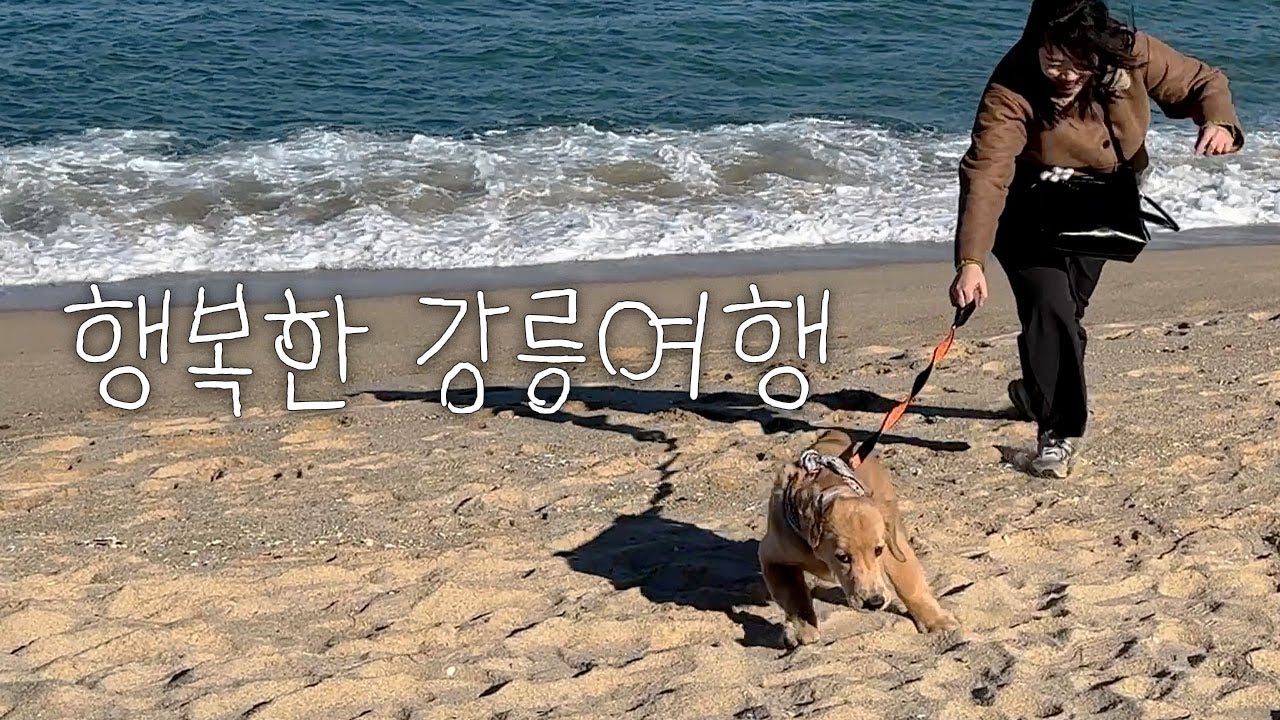 바다가 무서운 아기 골댕이의 강릉여행