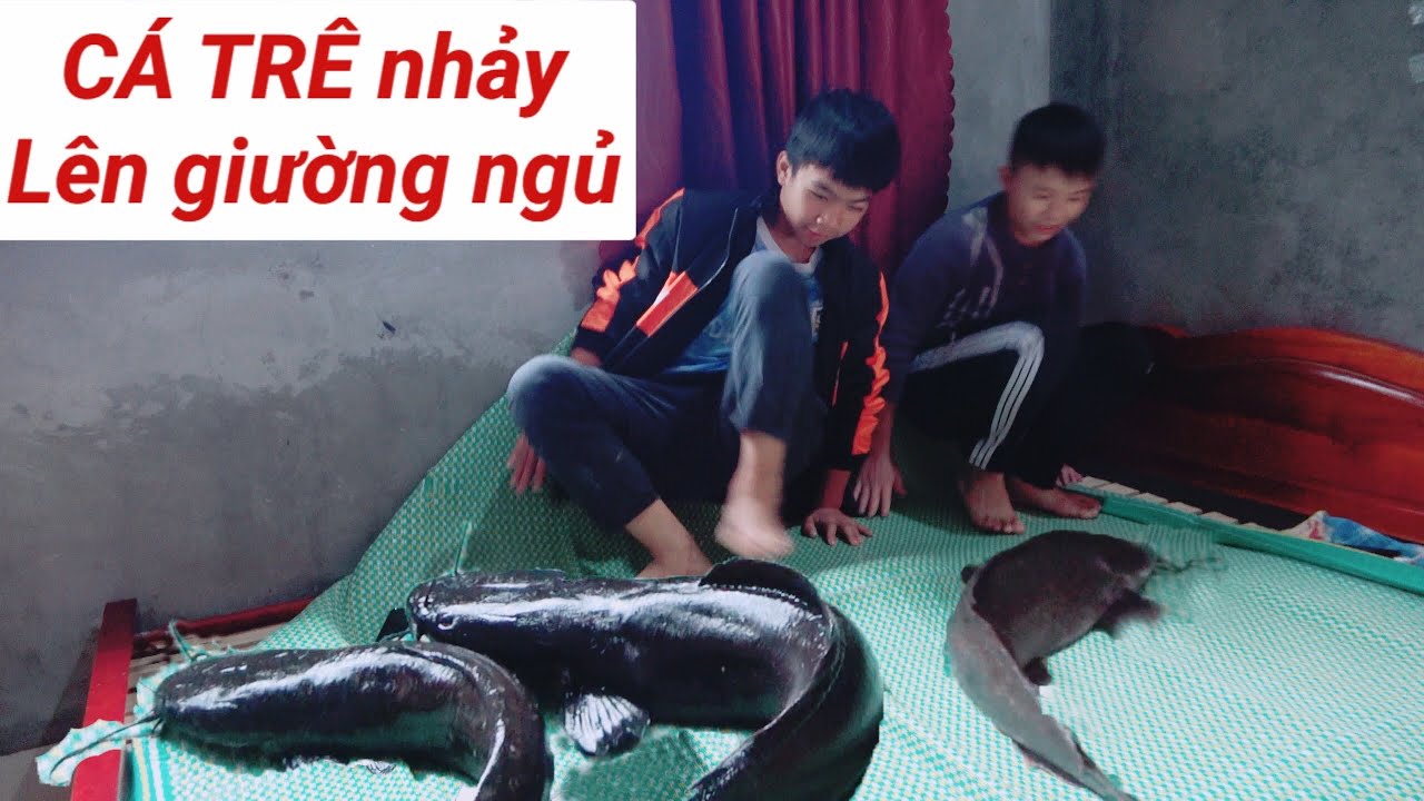 DTVN Vlog : (Tập 94) Bài học nhớ đời cho kẻ giám bắt nạt trẻ trâu ( CÁ TRÊ NHẢY LÊN GIƯỜNG NGỦ )