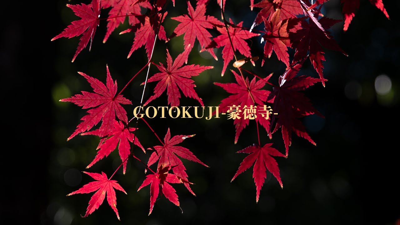 Tokyo on an autumn day  -豪徳寺-  with Fujifilm x h2