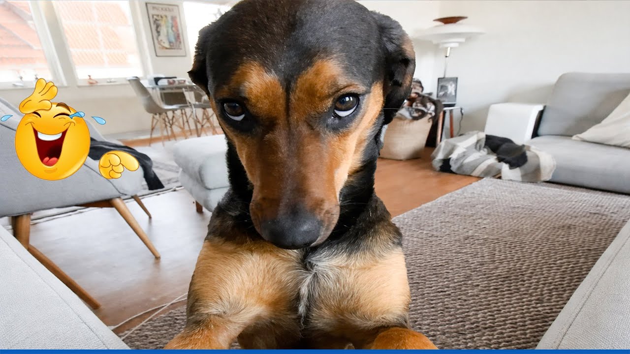 Super Funny Dog Video Clips  😹🐶 The Funniest Cat & Dog Moments Compilation 😁