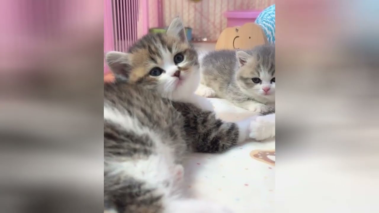 These little fluffballs are experts at spreading joy