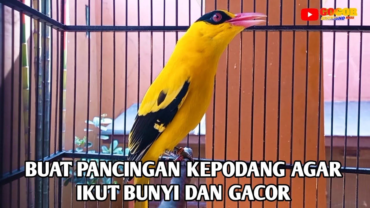 Burung kepodang emas gacor | Suara kepodang gacor ini bisa di jadikan pancingan kepodang malas bunyi