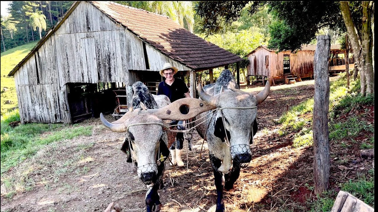 Eles vivem 100 % uma vida raíz #  ￼ suas terras são lavradas somente com  juntas de bois 🐂