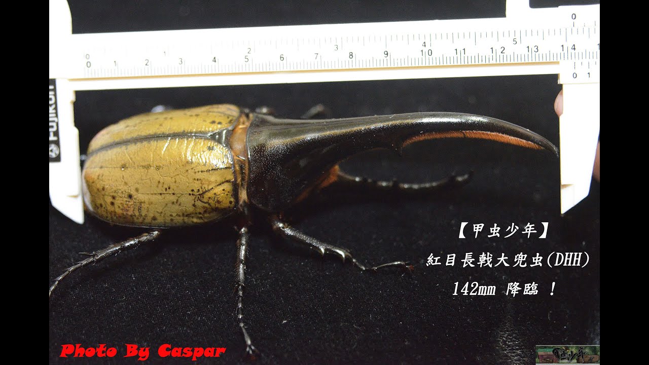 【甲虫少年】紅目長戟大兜虫(DHH) 142mm 降臨 ! #甲虫少年 #teensbeetle #カブトムシ #クワガタ #兜蟲 #鍬形蟲 #beetles