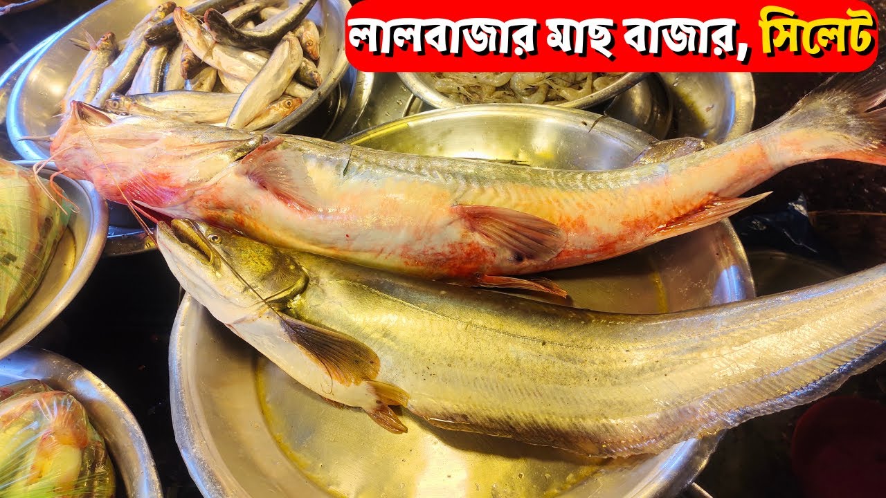 পৌষ সংক্রান্তির মাছের মেলা, বন্দর, লালবাজার  মাছ বাজার সিলেট | Bandar Bazar, Sylhet