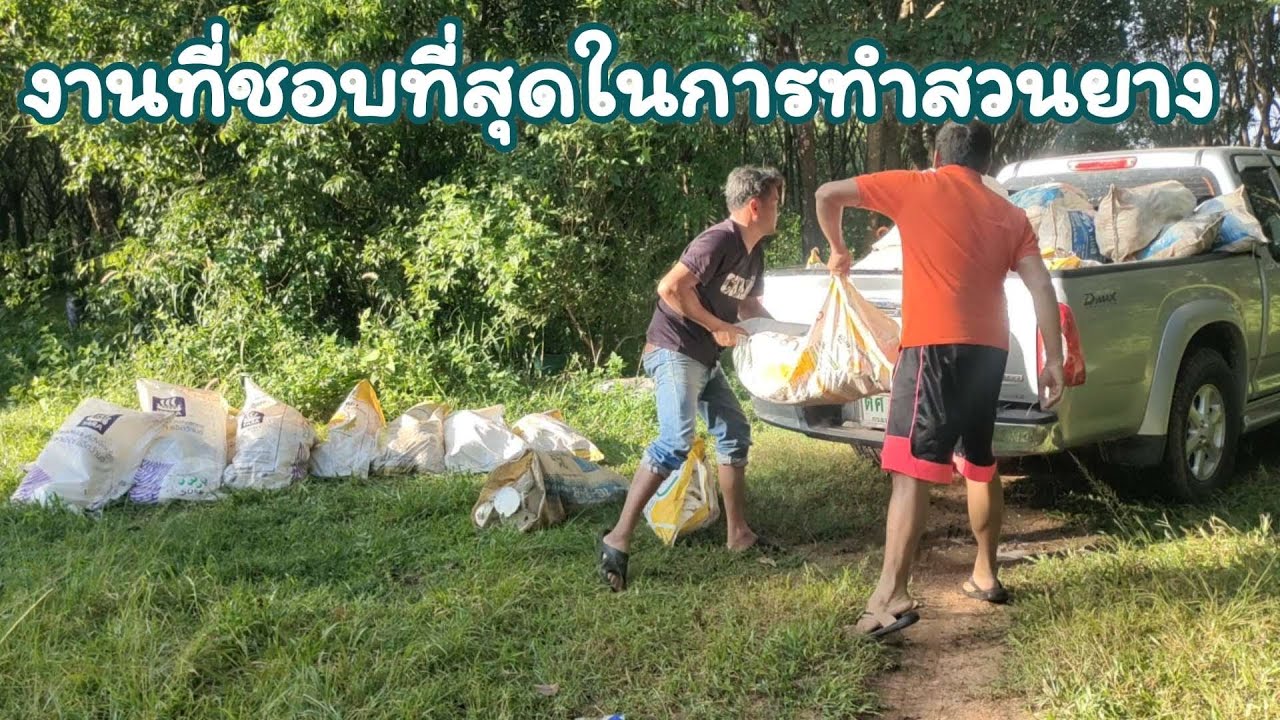 สวนยาง Ep.42 งานที่ชอบที่สุดในการทำสวนยาง/ สวนยางใช้น้ำหมักอีเอ็มมหัศจรรย์