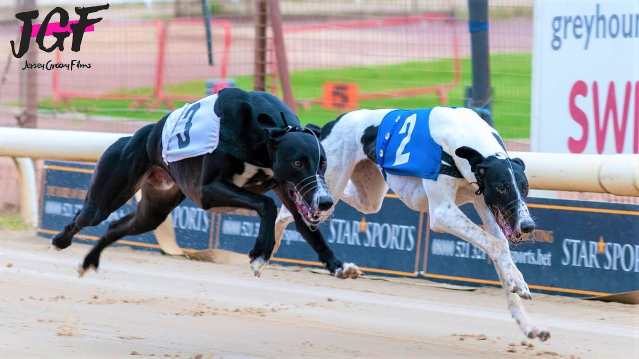 Dog racing Ireland 2022 - Track race