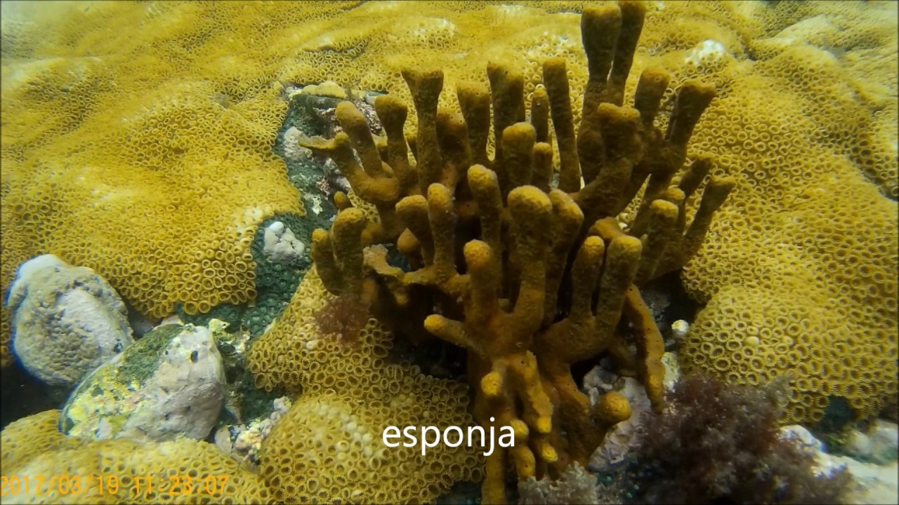 Snorkeling en praia do forno, arraial do cabo