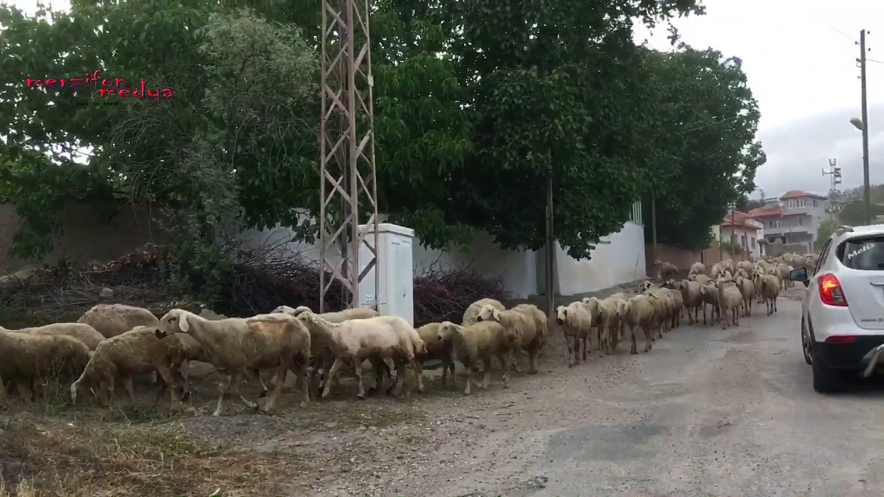 Çavundur köyü merzifon