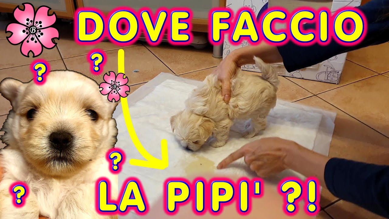 INSEGNIAMO ai CUCCIOLI a FARE LA PIPI' sulla TRAVERSINA! *difficile* Susy e Kody!