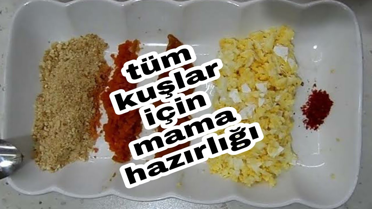 HİNT BÜLBÜLÜ   VİTAMİNLİ MAMA HAZIRLIĞI🐦