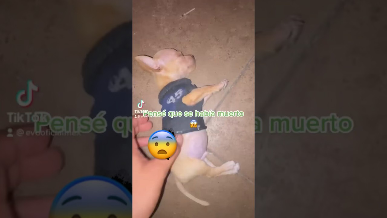 #monchito #perrita