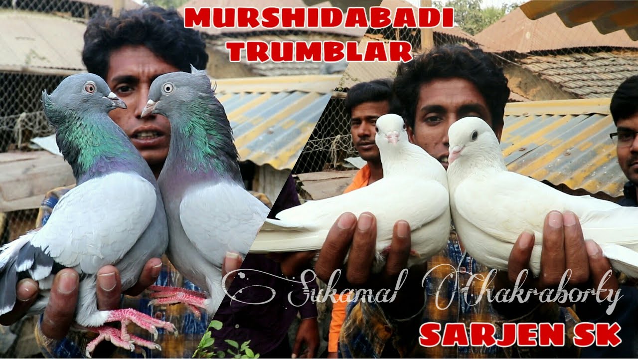 Tumblar Pigeon King of Murshidabad ( Sarjen Sk) Murshidabad Visit