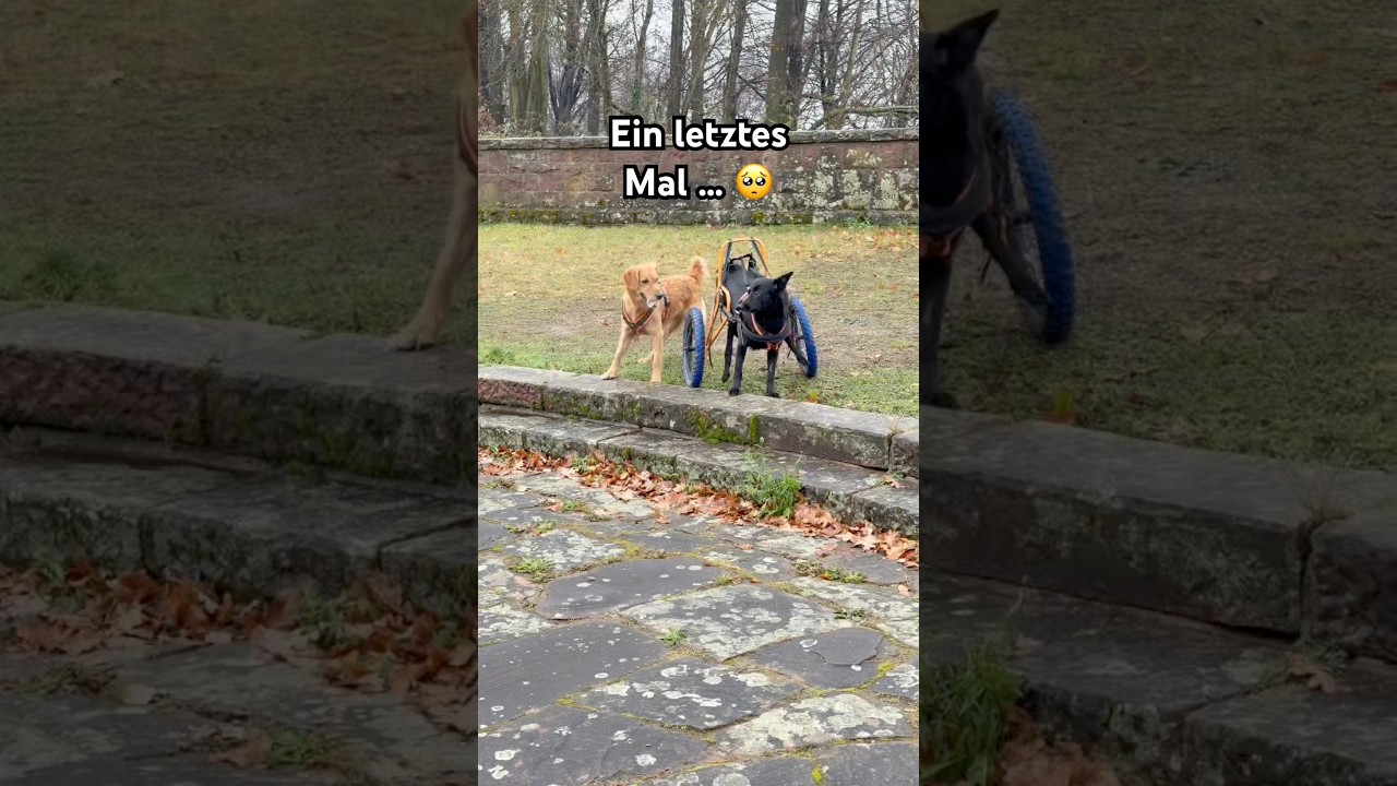 Nur noch 2 Tage… und plötzlich ist alles ein letztes Mal 🥺