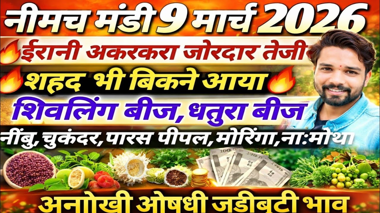 नीमच मंडी भाव। आज का औषधी जड़ी बूटियों का भाव। औषधी भाव। Neemuch mandi bhav today aushdhi bhav 