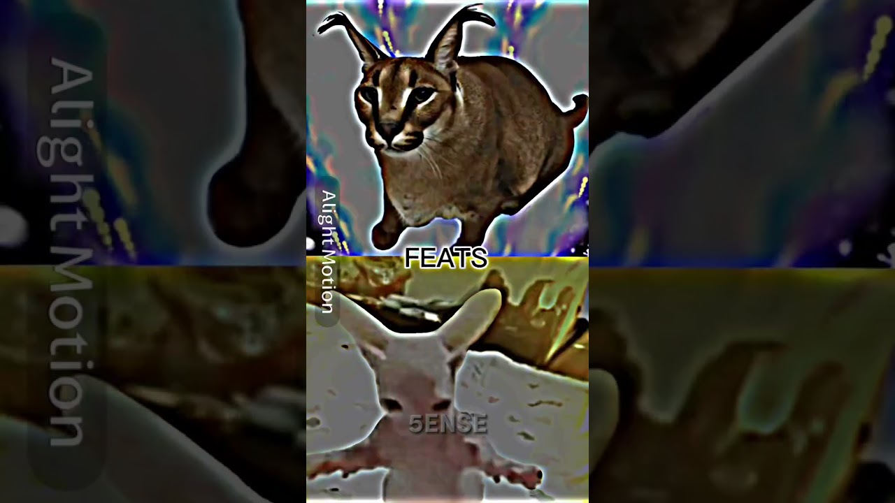 FLOPPA vs BINGUS (all forms)
