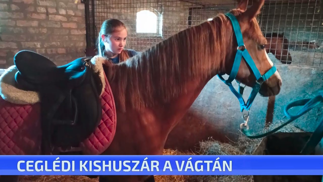Ceglédi kishuszár a Nemzeti Vágtán