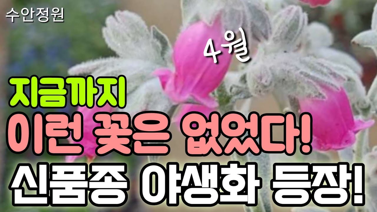 🌷소장가치 높은 신품종 야생화 대공개🌷4월 봄야생화16종! 희소성 있어요 서두르세요~ #수안정원