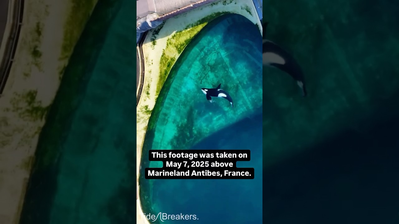 Two orcas stranded in a shut down marine park awaiting their faith! #emptythetanks