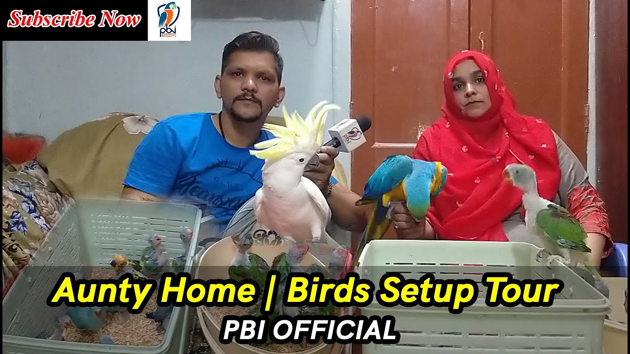 Aunty Home | Big Birds Setup Tour | PBI Official