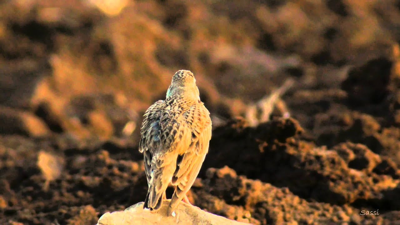 Calandra lark singing - עפרוני ענק