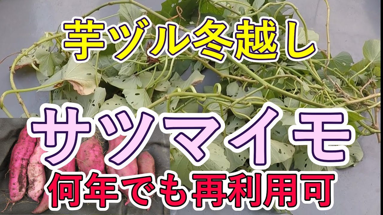 サツマイモの芋ヅルの冬越し　何年でも再利用可能　苗代0円！捨てるな！